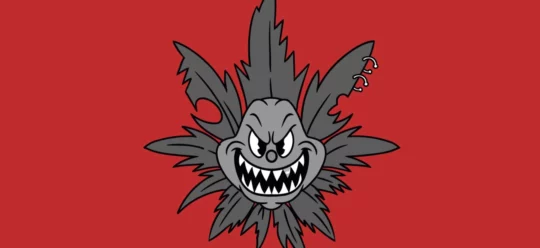 Plantão Festival 2026